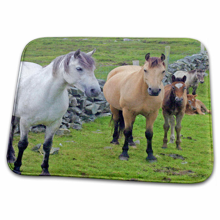 Dish Drying Mat - Ireland. Farm horses of the Connemara - EU15 KWI0000 - Kymri Wilt Horses