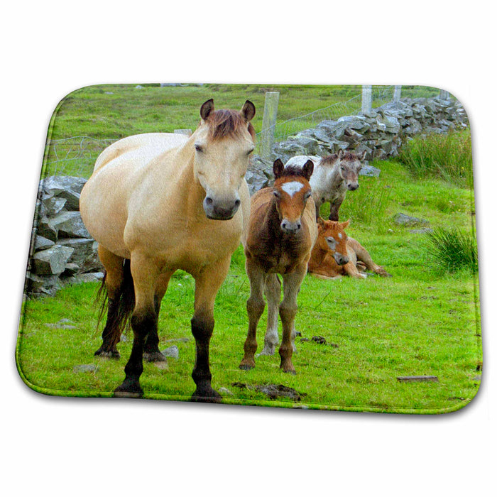 Dish Drying Mat - Ireland. Farm horses of the Connemara - EU15 KWI0001 - Kymri Wilt Horses