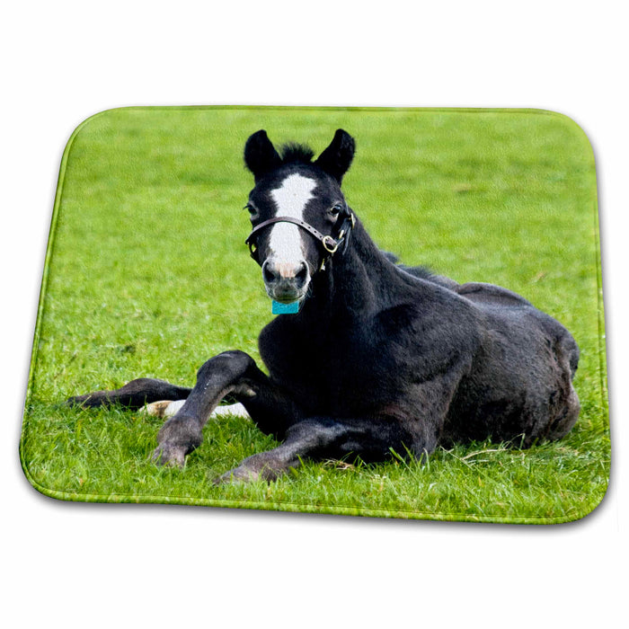 Dish Drying Mat - Ireland, County Kildare, thoroughbred horse - EU15 WSU0308 - William Sutton Horses