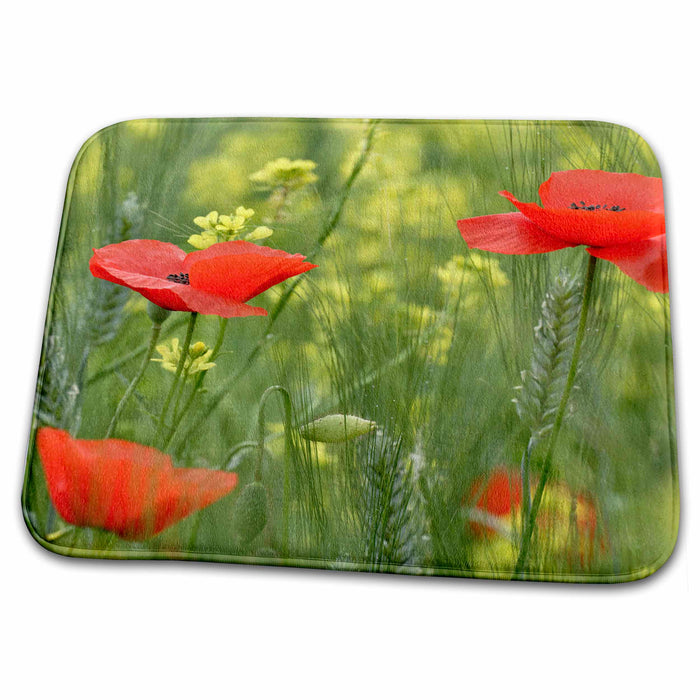 Dish Drying Mat - Red poppy flower among wheat crop, Tuscany, Italy - EU16 AJE0014 - Adam Jones Flowers