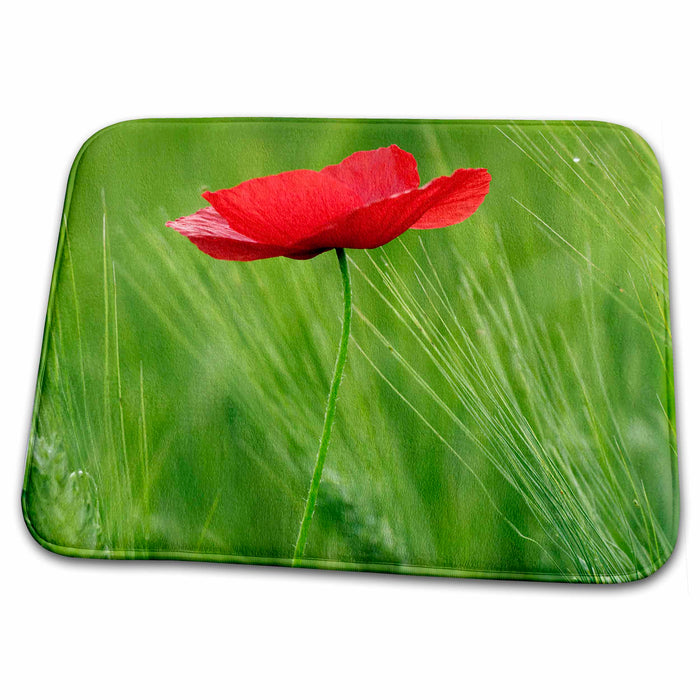 Dish Drying Mat - Red poppy flower among wheat crop, Tuscany, Italy - EU16 AJE0016 - Adam Jones Flowers