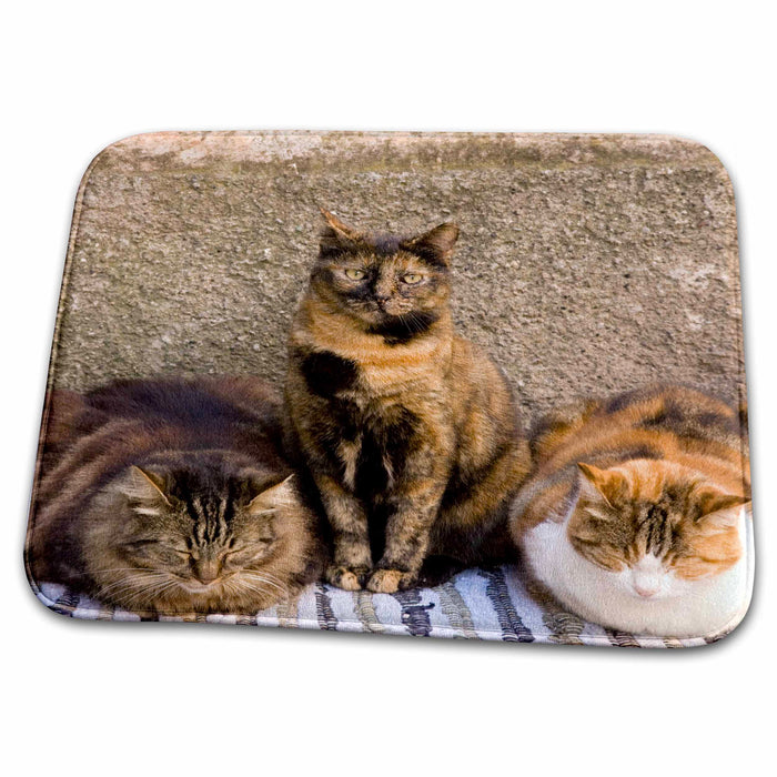 Dish Drying Mat - Italy, Cinque Terre, Vernazza. Three cats - EU16 BJA0248 - Jaynes Gallery Cats