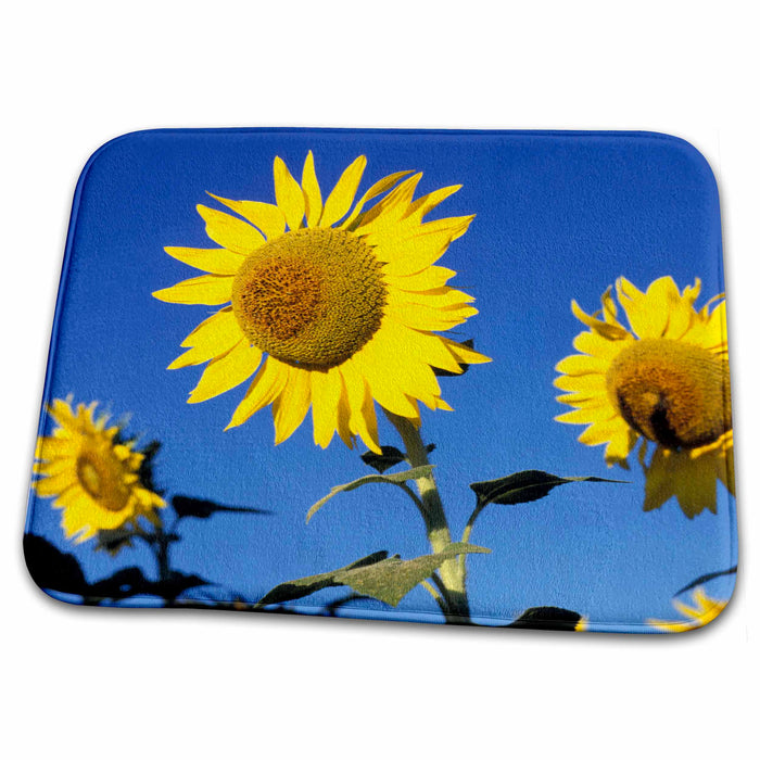 Dish Drying Mat - Italy, Buonconvento. Sunflowers - EU16 DWE0027 - David H. Wells Sunflowers