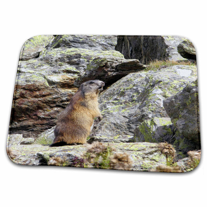 Dish Drying Mat - Marmot wildlife, Stelvio National Park, Italy - EU16 MME0217 - Michele Molinari Wildlife