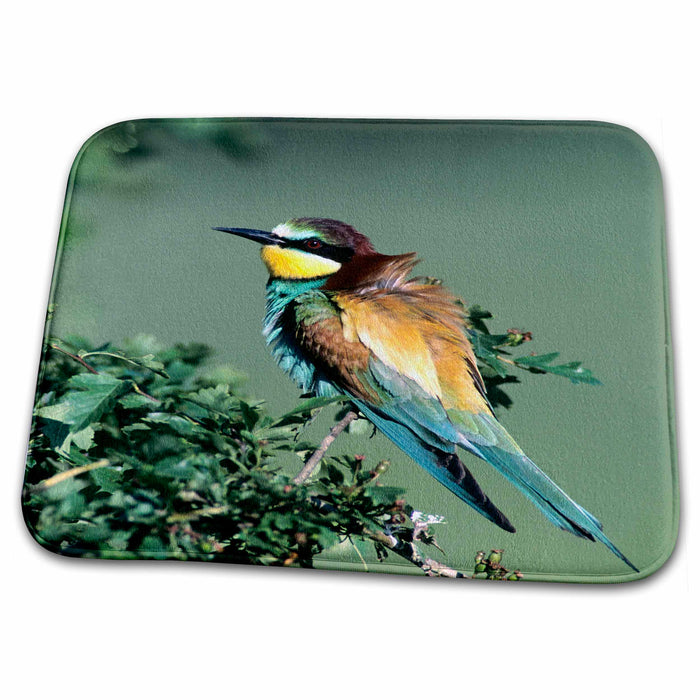 Dish Drying Mat - Bee-eater bird, Scrivia River, Italy - EU16 RNU0000 - Rolf Nussbaumer Birds