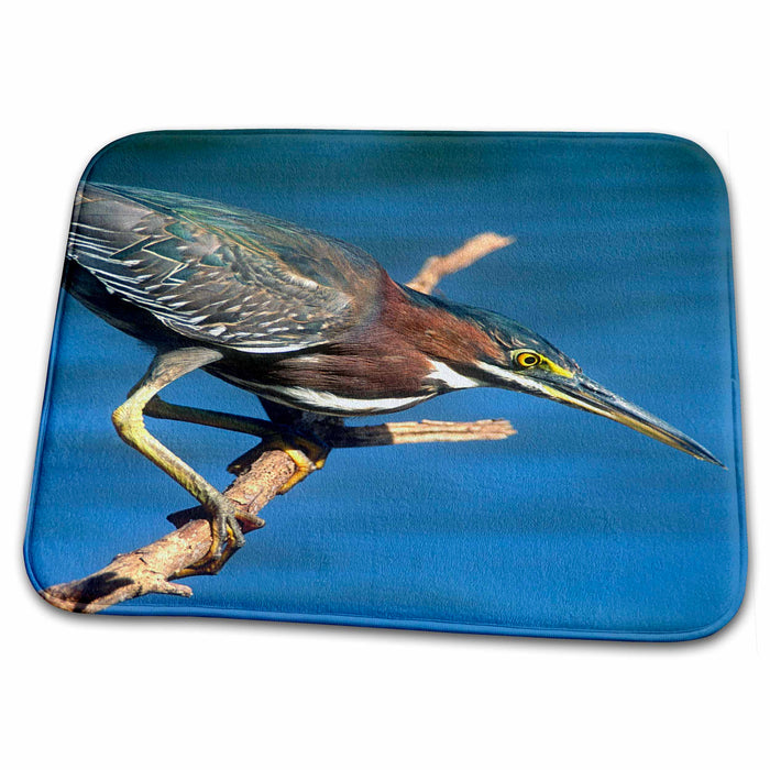 Dish Drying Mat - Little Green Heron bird, Everglades NP, FL - US10 GJO0450 - Greg Johnston Birds