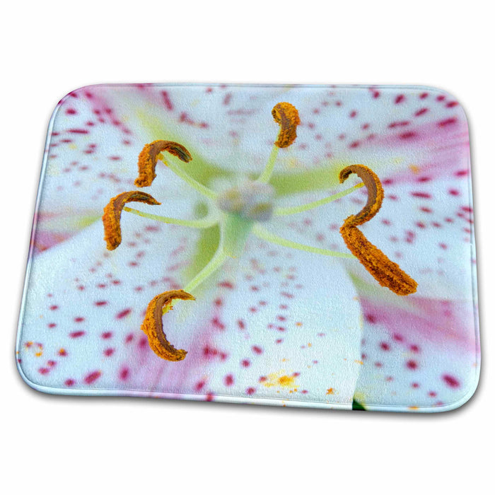 Dish Drying Mat - Massachusetts, Oriental Hybrid lily flower - US22 JEN0012 - Jim Engelbrecht Flowers