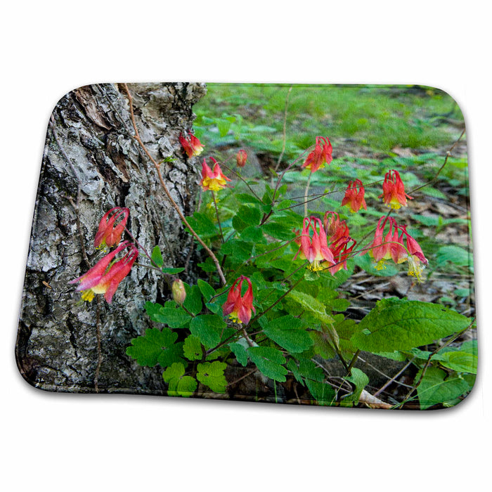 Dish Drying Mat - Red columbine flower, Mt Holyoke, MA - US22 JMO0465 - Jerry and Marcy Monkman Flowers