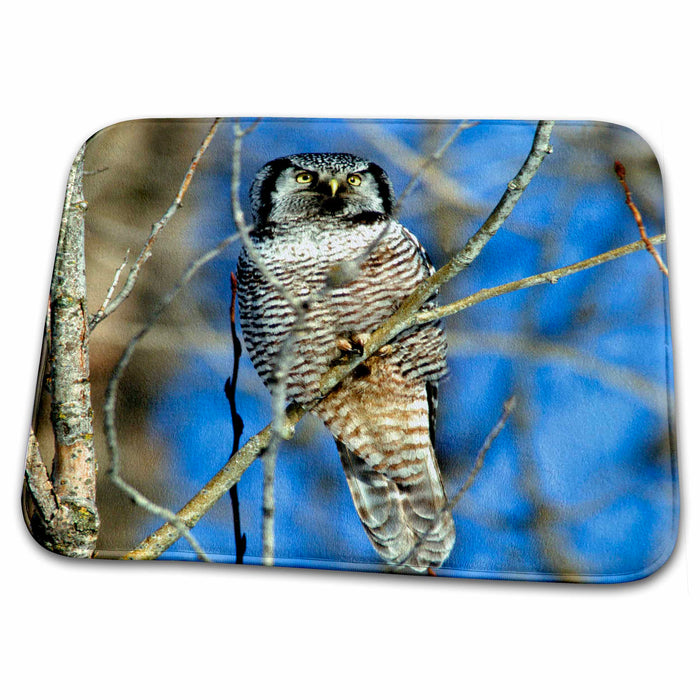 Dish Drying Mat - Northern Hawk Owl perched in a tree - US24 BFR0027 - Bernard Friel Owls