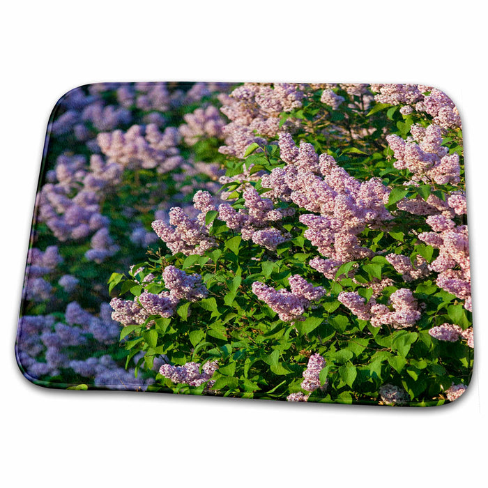 Dish Drying Mat - Lilac bush flower in spring in Whitefish, Montana - US27 CHA1817 - Chuck Haney Flowers