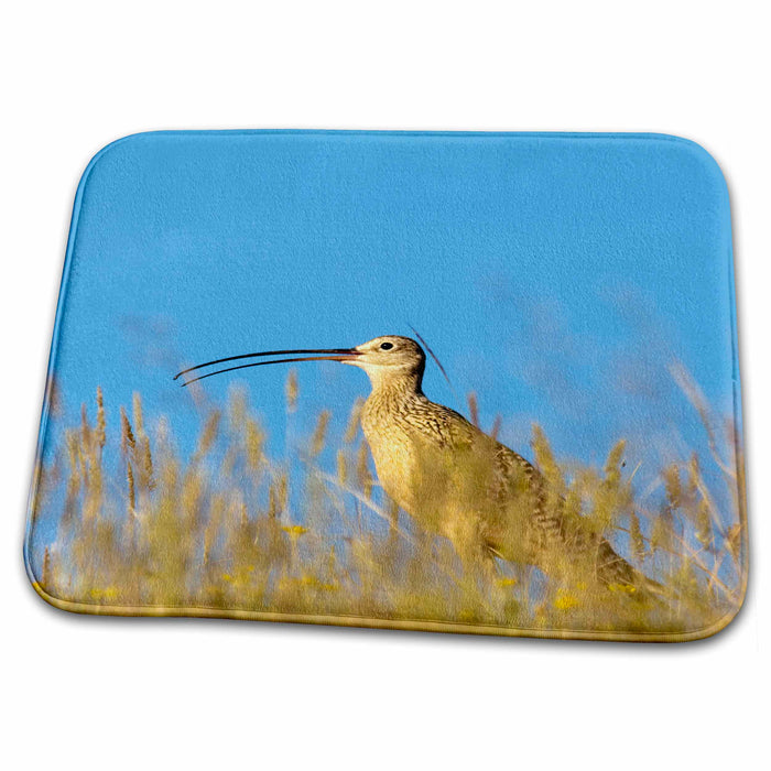 Dish Drying Mat - Long Billed Curlew bird, Rocky mountain, Montana - US27 CHA1820 - Chuck Haney Birds