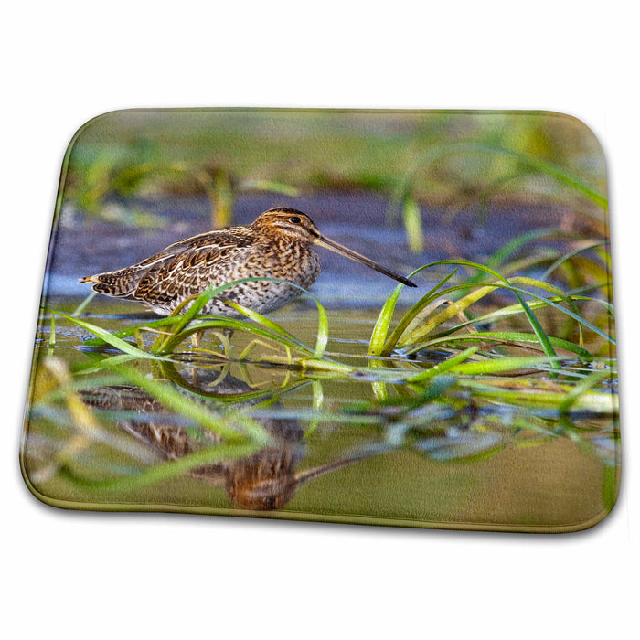 Dish Drying Mat - Common Snipe bird, Lazy Creek, Whitefish, Montana - US27 CHA2017 - Chuck Haney Birds