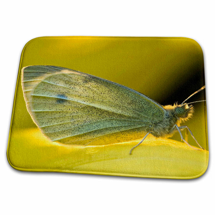 Dish Drying Mat - Ohio. Sulphur butterfly on yellow daffodil - US36 BJA0009 - Jaynes Gallery Butterfliles