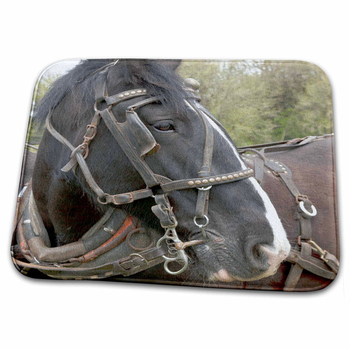 Dish Drying Mat - Oregon, Champoeg State Park, Shire horse team - US38 RBR0249 - Rick A. Brown Horses