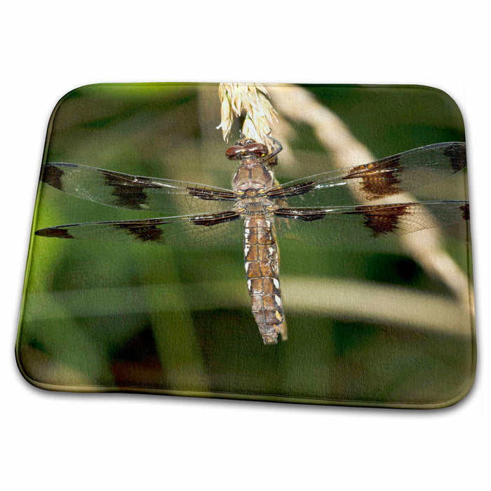 Dish Drying Mat - OR, West Eugene Wetlands, Common Whitetail insect - US38 RBR0332 - Rick A. Brown Insects