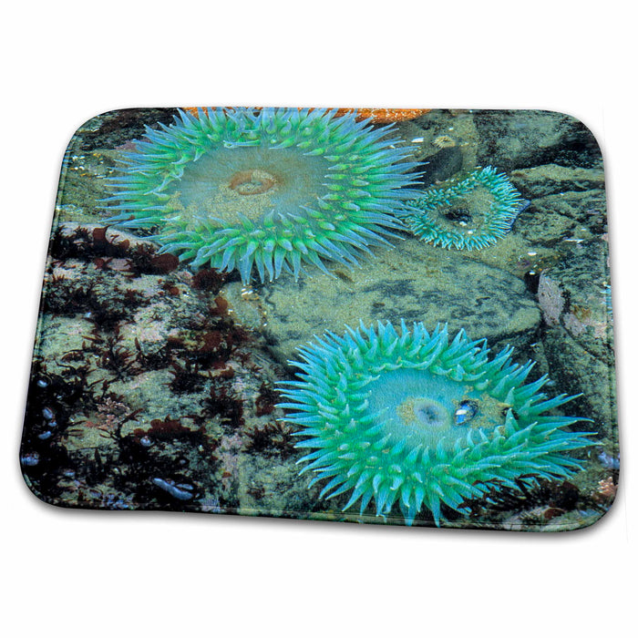 Dish Drying Mat - OR, Nepture SP. Sea anemones marine life - US38 RER0126 - Ric Ergenbright Marine Life