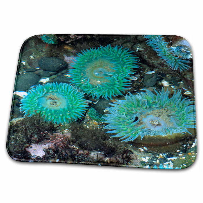 Dish Drying Mat - Oregon, Nepture SP. Sea anemones, marine life - US38 RER0128 - Ric Ergenbright Marine Life