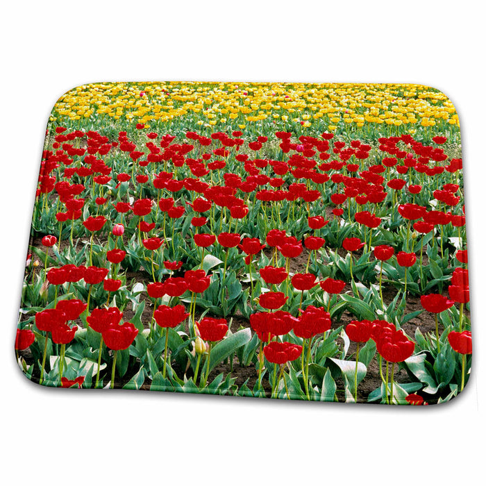 Dish Drying Mat - Oregon, Willamette Valley. Tulip flower field - US38 RER0339 - Ric Ergenbright Flowers