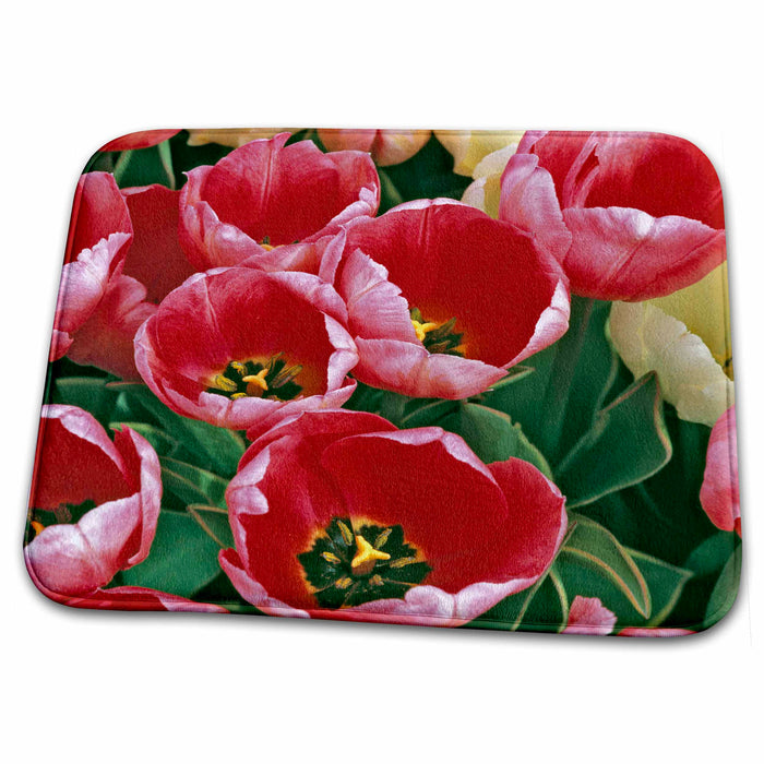 Dish Drying Mat - Oregon, Willamette Valley. Tulip flowers - US38 RER0345 - Ric Ergenbright Flowers