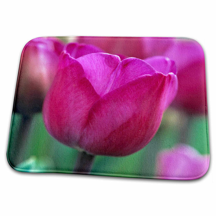 Dish Drying Mat - Oregon, Willamette Valley. Tulip flowers - US38 RER0348 - Ric Ergenbright Flowers