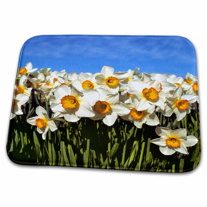 Dish Drying Mat - Oregon Willamette Valley. Dahlia, Tulip flowers - US38 RER0351 - Ric Ergenbright Flowers