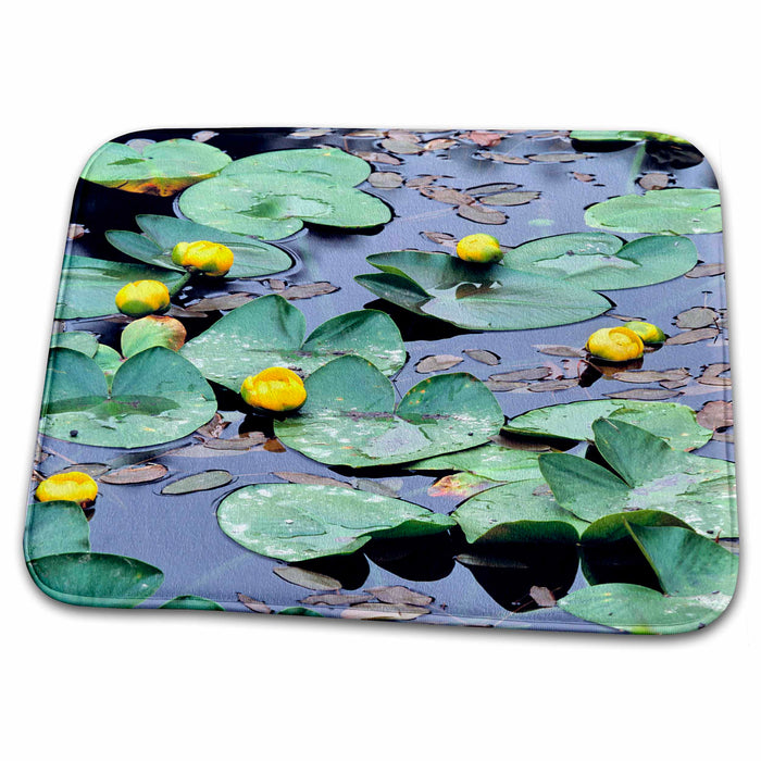 Dish Drying Mat - Oregon, Cascades Range. Pond lily flowers - US38 RER0355 - Ric Ergenbright Flowers