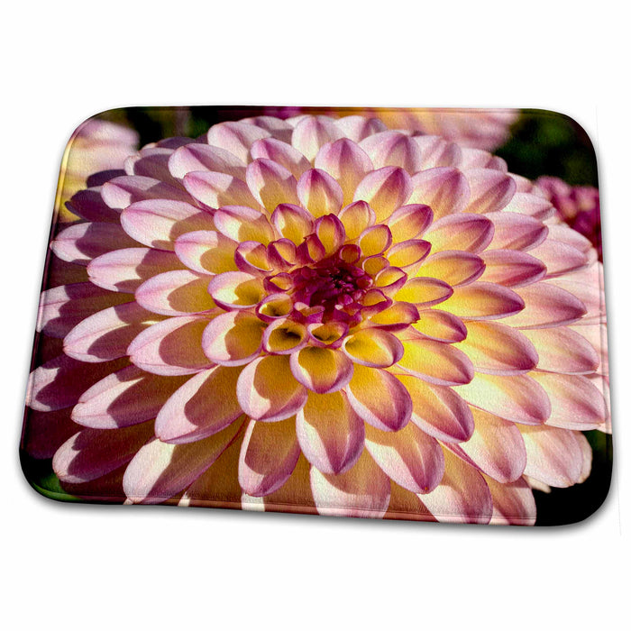 Dish Drying Mat - OR, Willamette Valley. Lavender, dahlia flowers - US38 RER0358 - Ric Ergenbright Flowers