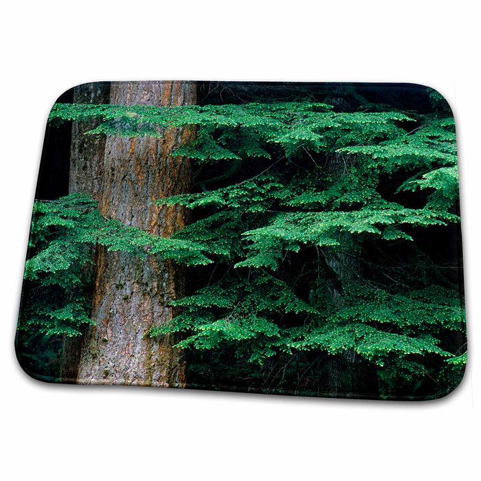 Dish Drying Mat - USA, Oregon, Corvallis. New Douglas fir growth - US38 RER0362 - Ric Ergenbright Oregon