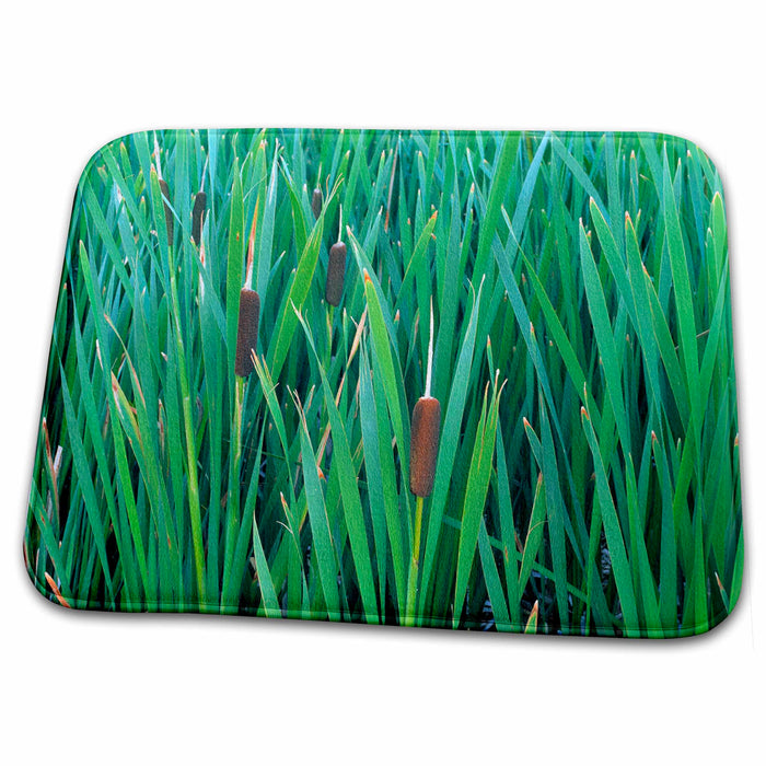 Dish Drying Mat - USA, Oregon, Summer Lake. Common cattails - US38 RER0363 - Ric Ergenbright Lakes