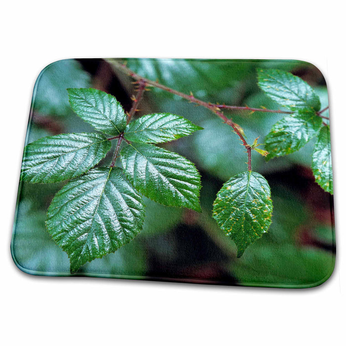 Dish Drying Mat - Oregon, Columbia Gorge. Blackberry agriculture - US38 RER0374 - Ric Ergenbright Agriculture