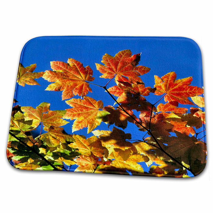 Dish Drying Mat - Oregon, Cascades Range. Vine maple leaves flora - US38 RER0377 - Ric Ergenbright Flora