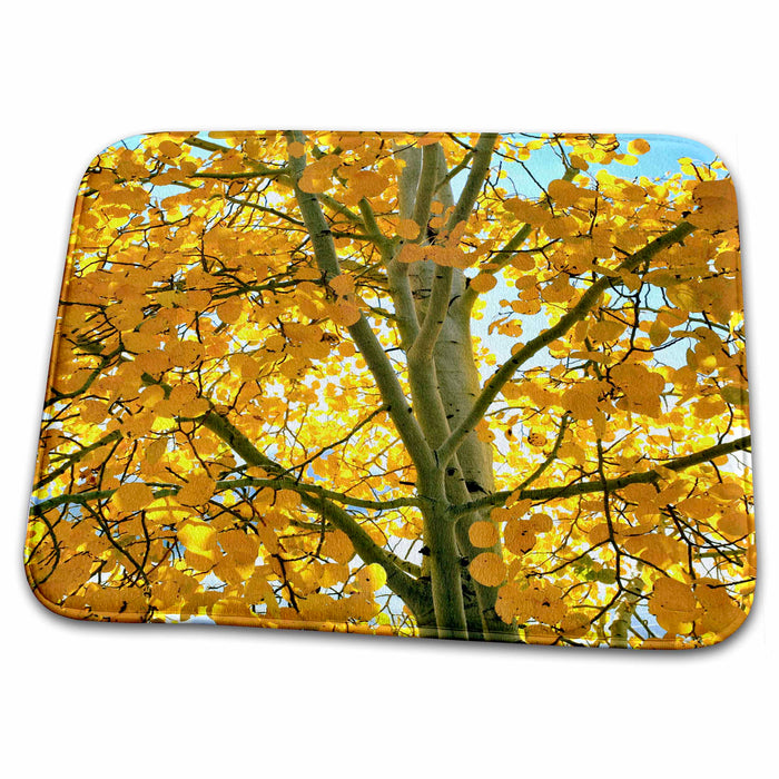 Dish Drying Mat - USA, Oregon, Bend. Golden aspen leaves - US38 RER0381 - Ric Ergenbright Oregon