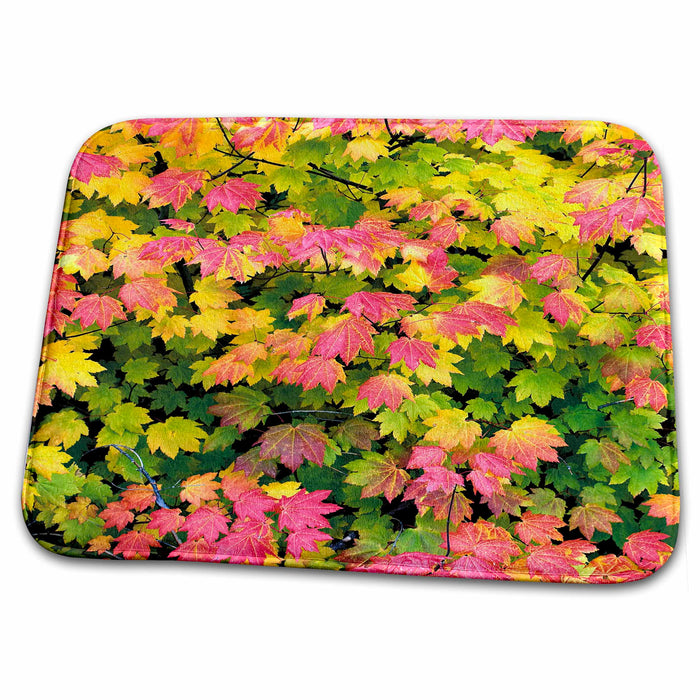 Dish Drying Mat - USA, Oregon, Santiam Pass. Vibrant vine maple - US38 RER0389 - Ric Ergenbright Autumn