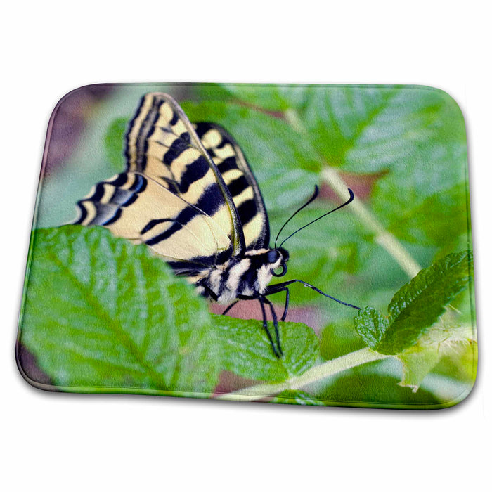 Dish Drying Mat - Oregon, Bend Western tiger swallowtail butterfly - US38 RER0392 - Ric Ergenbright Butterflies