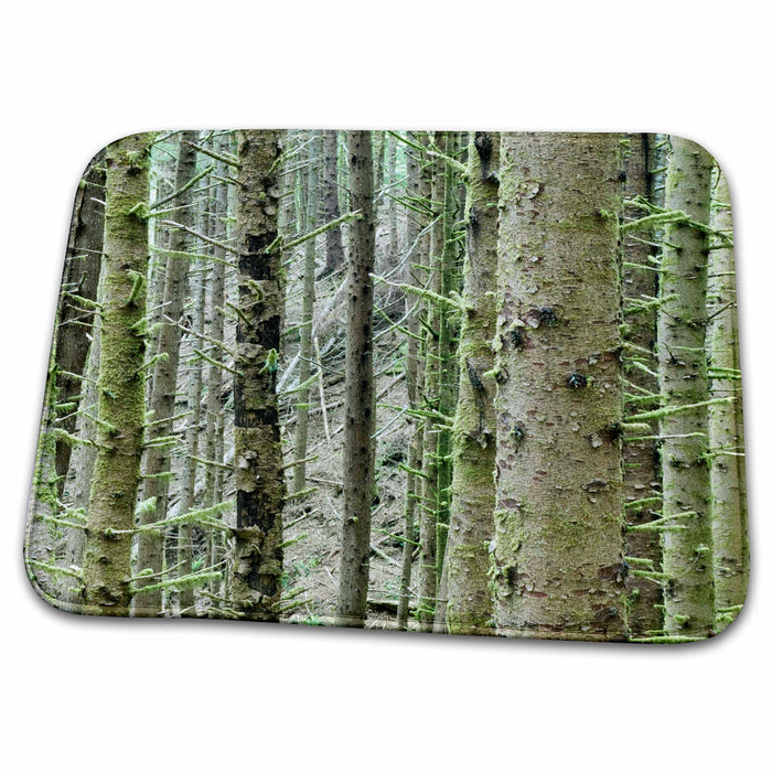 Dish Drying Mat - Oregon, Siuslaw NF, Cape Perpetua, Sitka Spruce tree - US38 RTI0042 - Rob Tilley Oregon