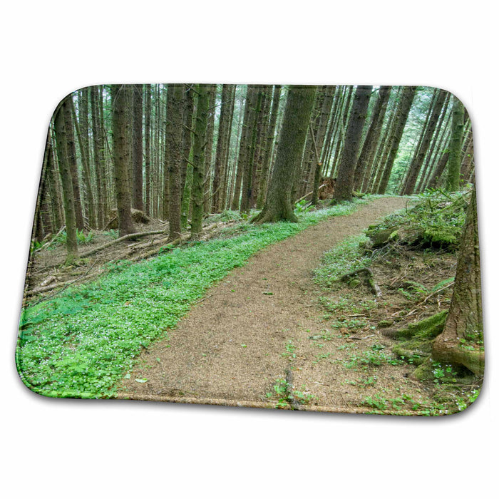 Dish Drying Mat - Cooks Ridge Trail, path, Cape Perpetua, Suislaw NF, OR - US38 RTI0051 - Rob Tilley Paths