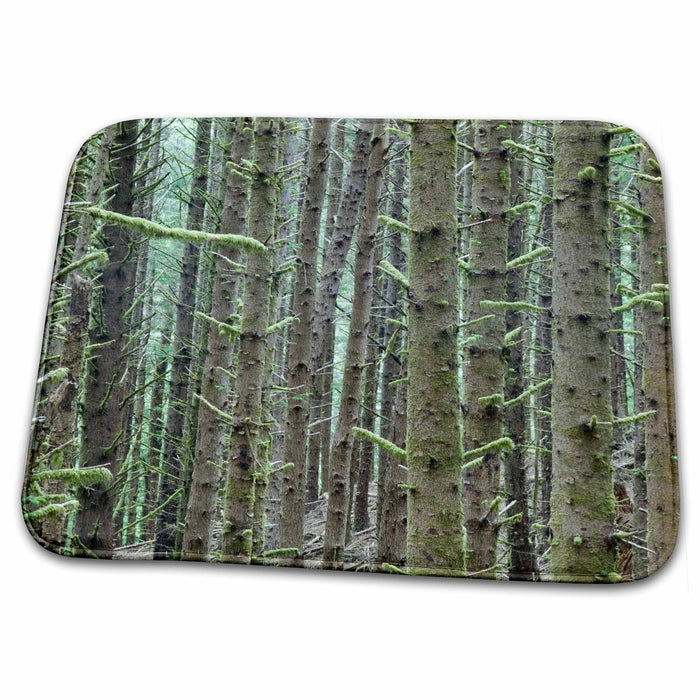 Dish Drying Mat - Oregon, Siuslaw NF, Cape Pertetua, Sitka Spruce - US38 RTI0065 - Rob Tilley Oregon