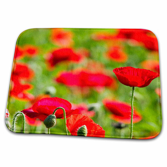 Dish Drying Mat - Oregon, Willamette Valley, Shirley Poppy flowers - US38 TEG0043 - Terry Eggers Flowers