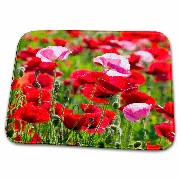 Dish Drying Mat - Oregon, Willamette Valley, Shirley Poppy flowers - US38 TEG0048 - Terry Eggers Flowers