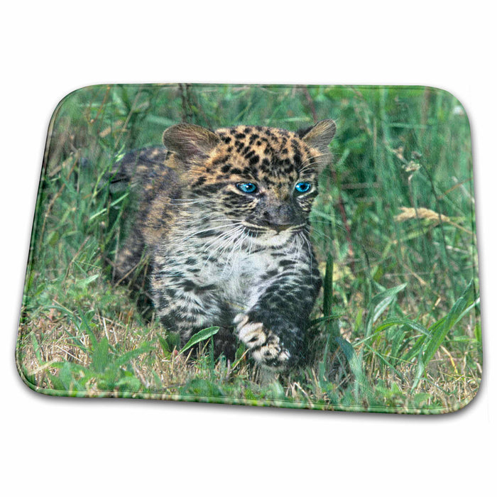 Dish Drying Mat - USA, Pennsylvania. African leopard cub - US39 BJA0043 - Jaynes Gallery Leopards