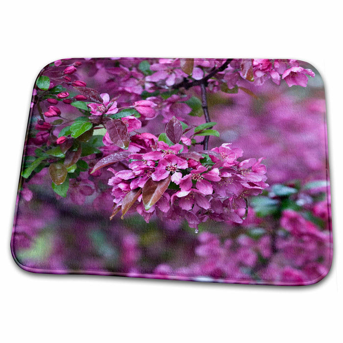 Dish Drying Mat - USA, Pennsylvania. Cherry blossom tree in bloom - US39 BJA0052 - Jaynes Gallery Pennsylvania