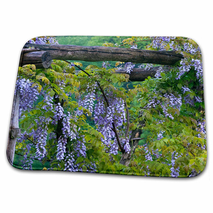 Dish Drying Mat - USA, Pennsylvania. Purple wisteria flowers - US39 BJA0054 - Jaynes Gallery Flowers