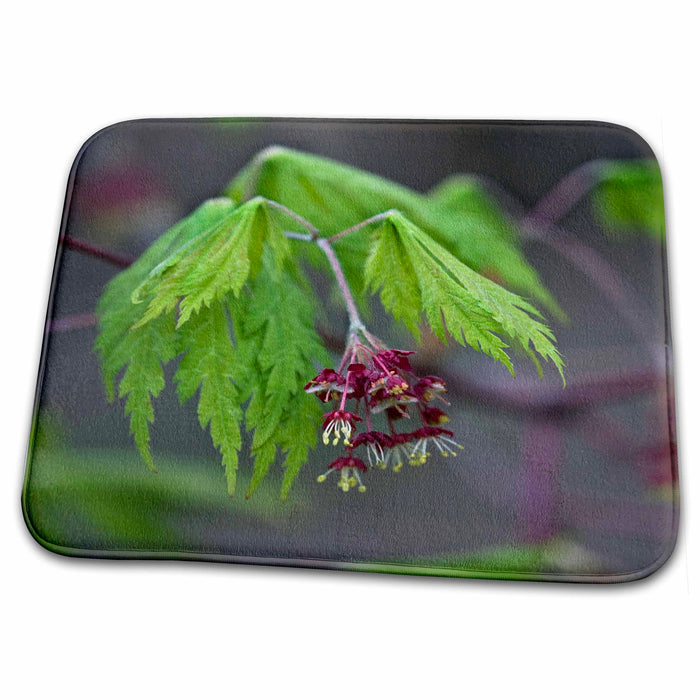 Dish Drying Mat - USA, Pennsylvania. Close-up of maple leaf flora - US39 BJA0056 - Jaynes Gallery Flora