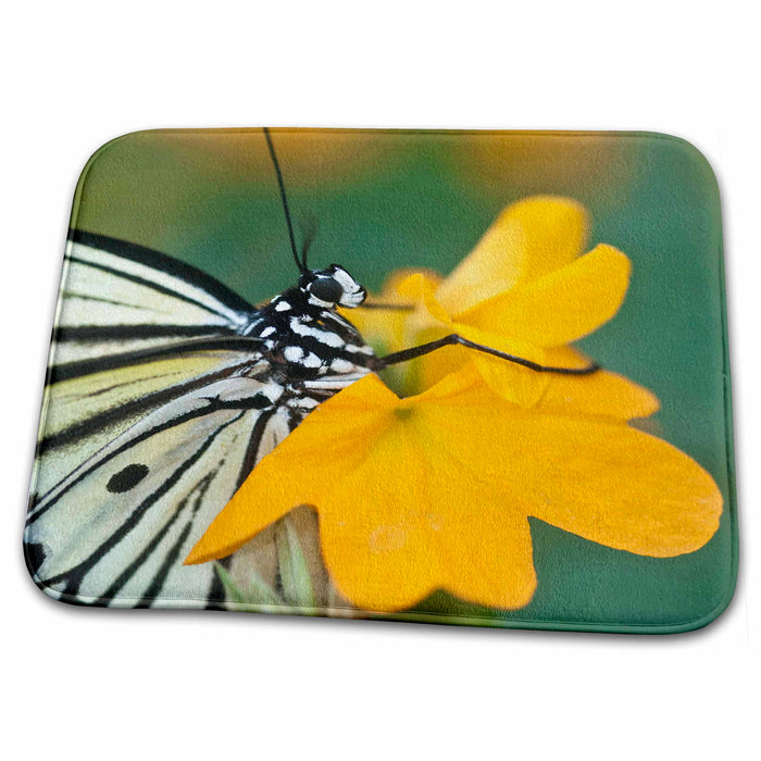 Dish Drying Mat - Georgia, Callaway Gardens, Butterfly House - US39 BJA0067 - Jaynes Gallery Butterflies