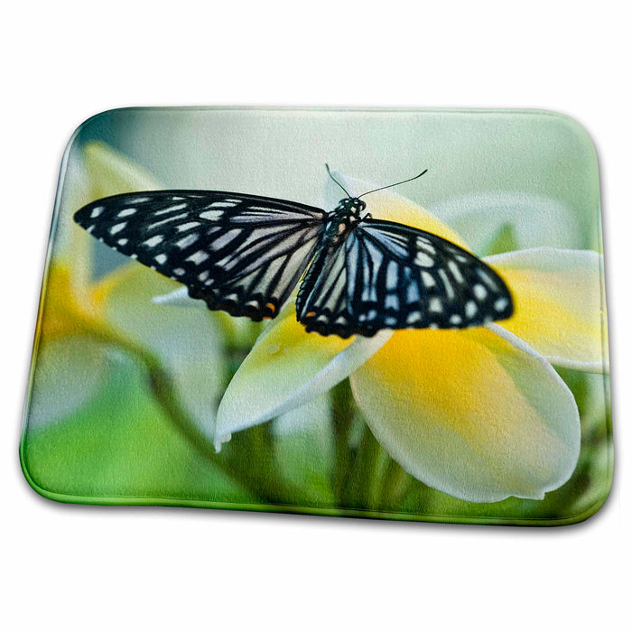 Dish Drying Mat - Georgia, Callaway Gardens, Butterfly House - US39 BJA0069 - Jaynes Gallery Butterflies