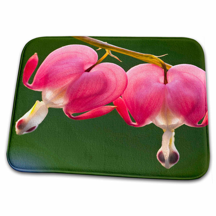 Dish Drying Mat - USA, Pennsylvania. Bleeding heart flowers - US39 BJA0071 - Jaynes Gallery Flowers