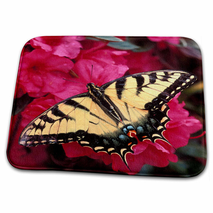 Dish Drying Mat - USA, Pennsylvania. Swallowtail butterfly on azalea - US39 BJA0079 - Jaynes Gallery Butterflies