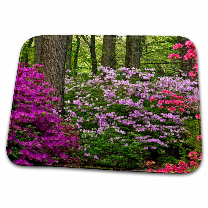 Dish Drying Mat - USA, Pennsylvania, Devon. Azalea flower bushes - US39 BJA0088 - Jaynes Gallery Flowers