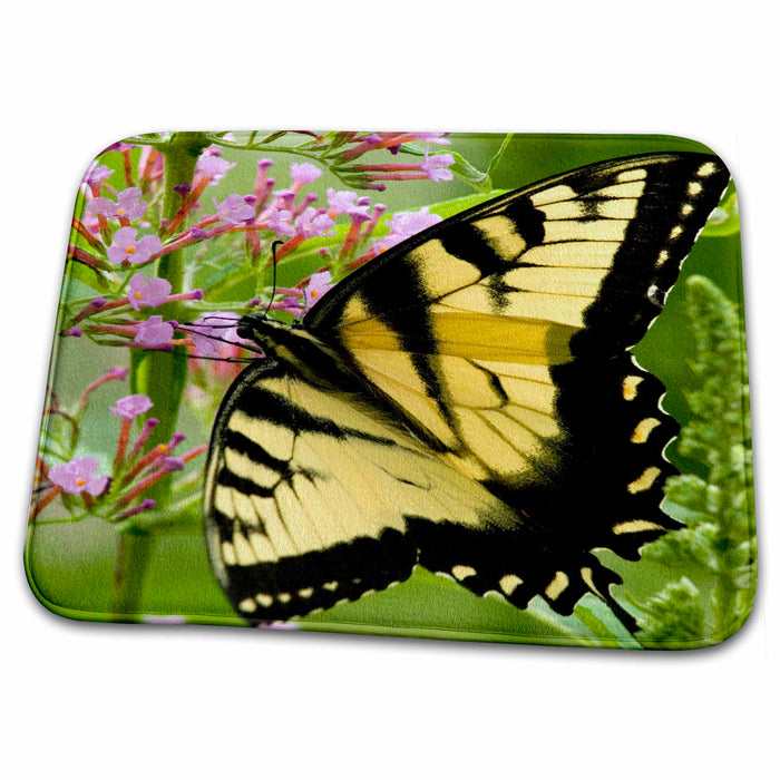 Dish Drying Mat - Tiger Swallowtail butterfly, Pennsylvania - US39 HGA0000 - Howie Garber Butterflies