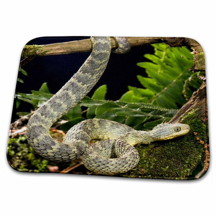 Dish Drying Mat - African Bush Viper Snake, Kenya - US39 JMC0001 - Joe and Mary Ann McDonald Snakes